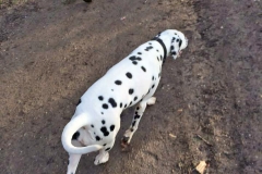 wanderungjanuar15_20