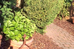 gartenimp_31